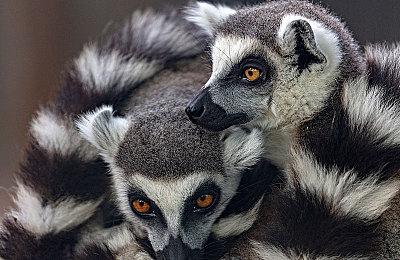 《失忆症：地堡》PC配置需求公布 5月16日发售